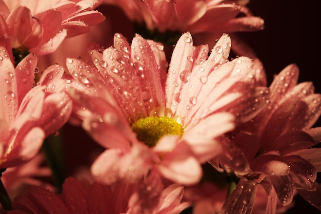 Pink chrysanthemum flowers