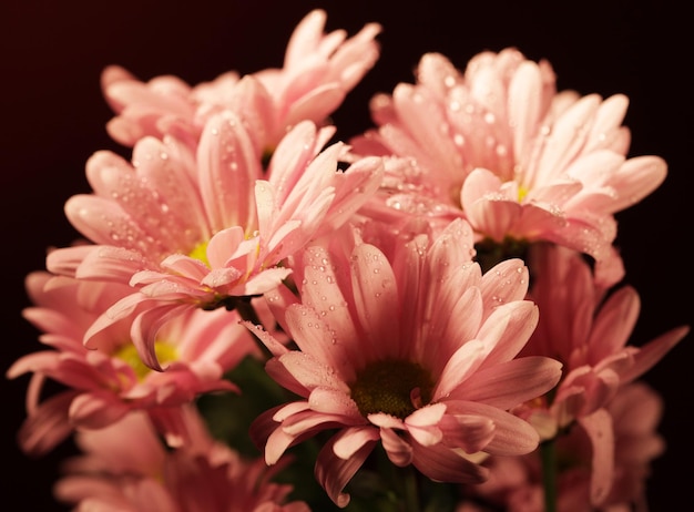 Pink chrysanthemum flowers