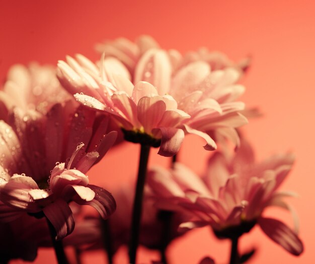 Pink chrysanthemum flowers