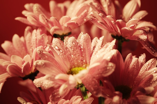 Pink chrysanthemum flowers