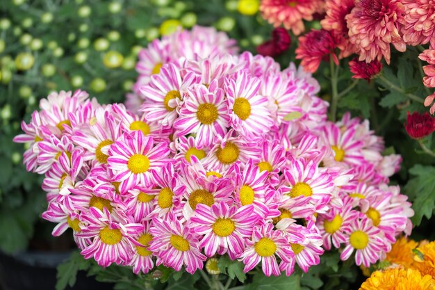 Pink chrysanthemum flowers