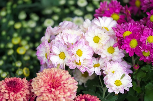 Pink chrysanthemum flowers