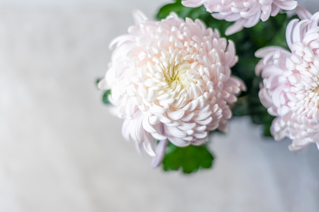 Pink chrysanthemum flowers