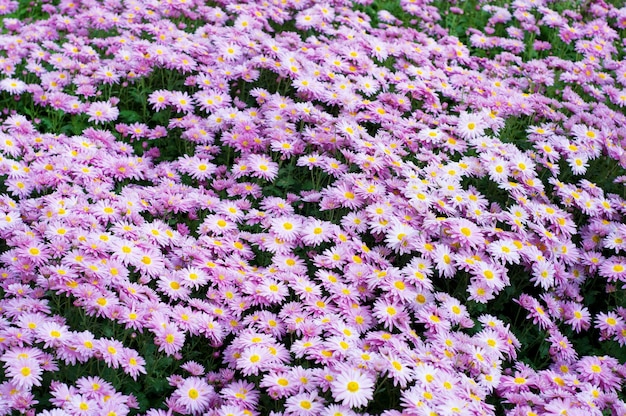 Pink chrysanthemum in green leaves.