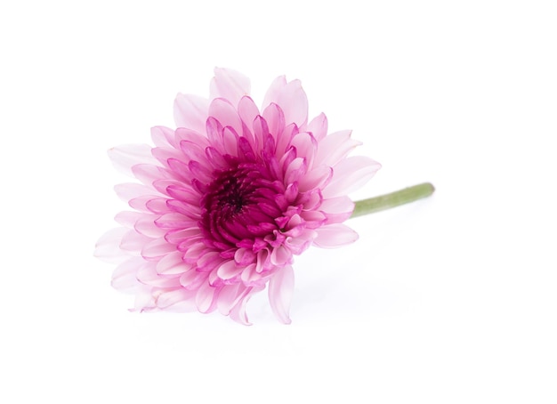 pink chrysanthemum isolated on white background