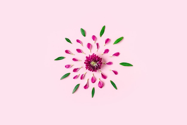 Pink chrysanthemum lies in the center on a pastel pink background with pink and green petals around with copyspace,