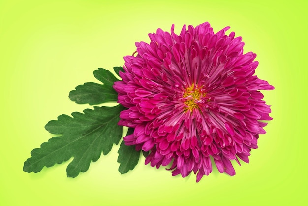 Pink chrysanthemum on a light green background