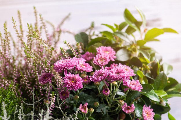 Pink chrysanthemum and moss