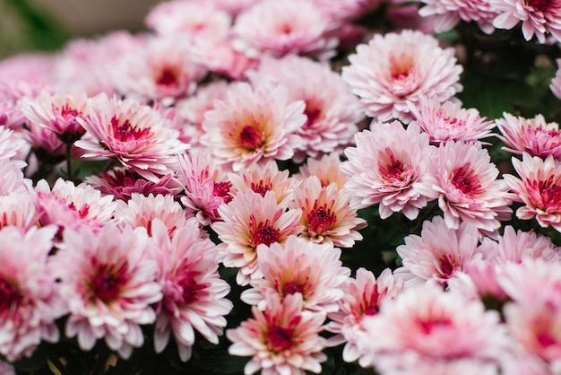 Pink chrysanthemum multiflora with a dark center in autumn in the garden