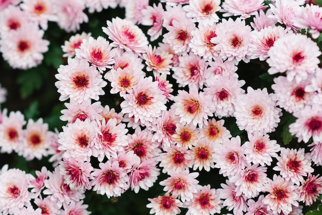 Pink chrysanthemum multiflora with a dark center in autumn in the garden