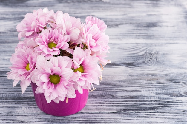 Pink chrysanthemum in pot