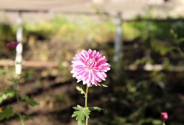 ぼやけた背景の晴れた日のピンクの菊