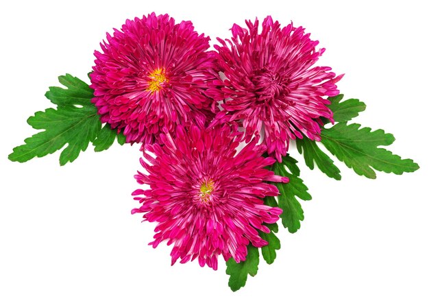 Pink Chrysanthemum with leaves isolated on white background