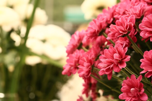 Pink chrysanthemums autumn flowers. soft selective focus