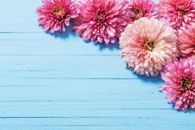青い木製の背景にピンクの菊