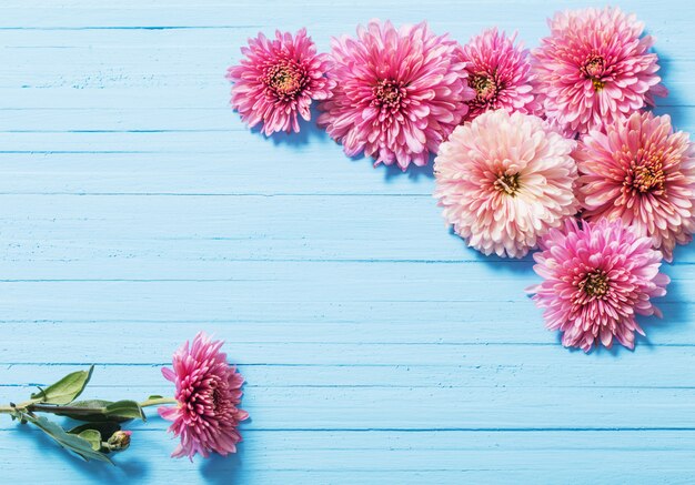 Pink chrysanthemums on blue wooden background