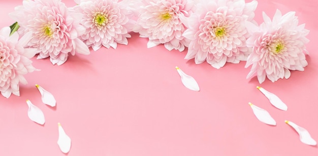 Pink chrysanthemums on pink background