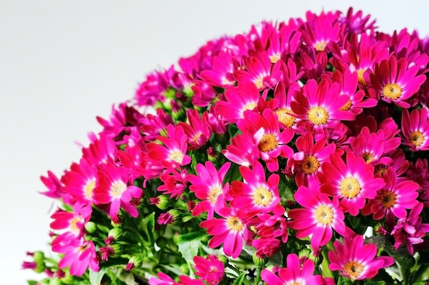 Pink cineraria flowers with green leaves