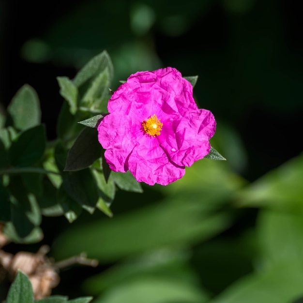 Pink Cistus цветет в саду в Западном Суссексе