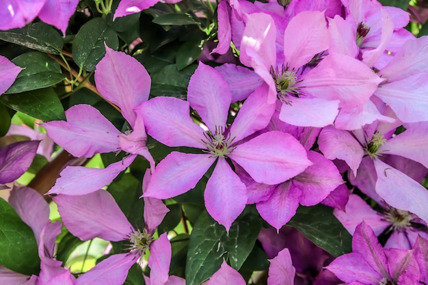 公園にはピンクのクレマチスの花が咲いています このクレマチスの名前はピイルです 学名は Clematis