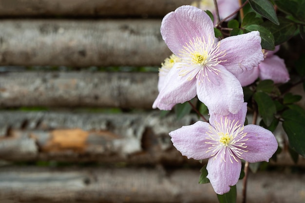 木製の背景の花の春のコンセプトにピンクのクレマチスの花