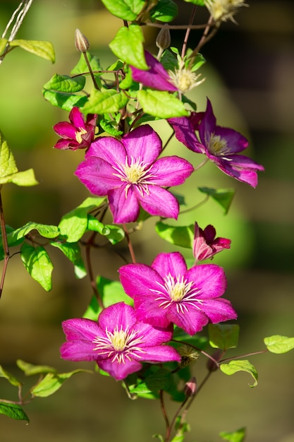 Pink clematis on a green