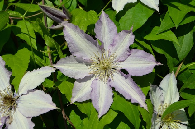 Photo pink clematis plant with flowers and natural background