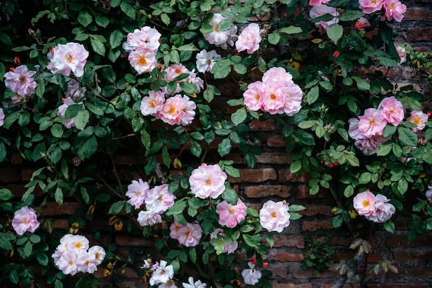 Pink climbing rose vine on orange brick wall