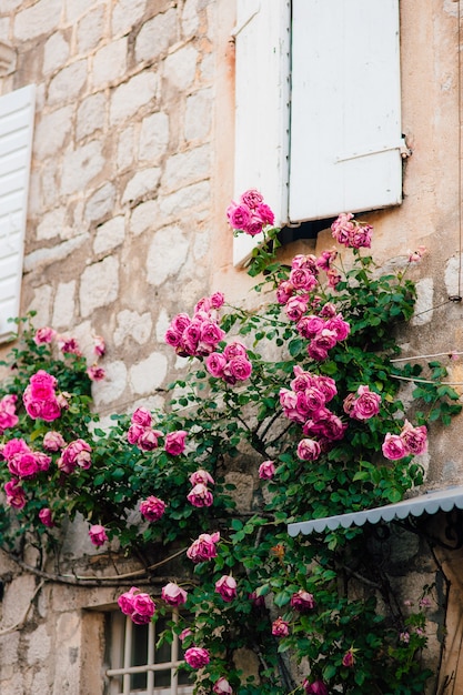 Розовые плетистые розы на стене в старом городе