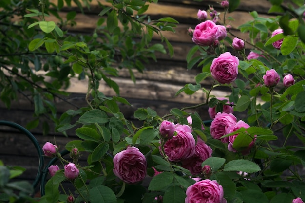 Photo pink climbing roses