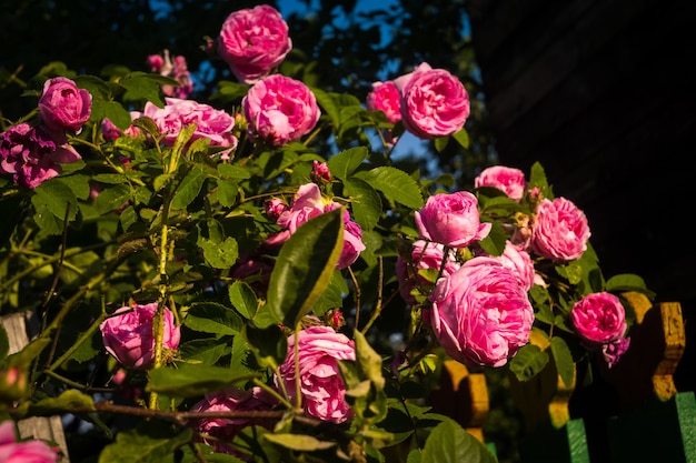 Photo pink climbing roses