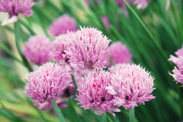 Photo pink  clover in the field