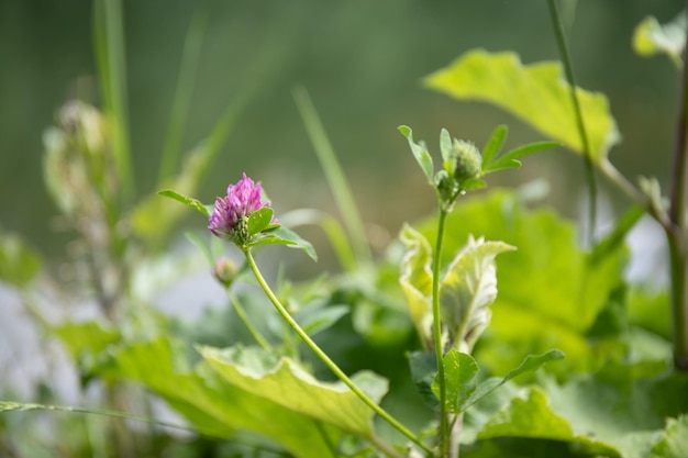 Pink clover flower on the background of a quiet lake