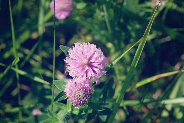 Pink clover flower on grass background