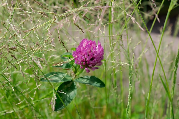 Pink clover flower