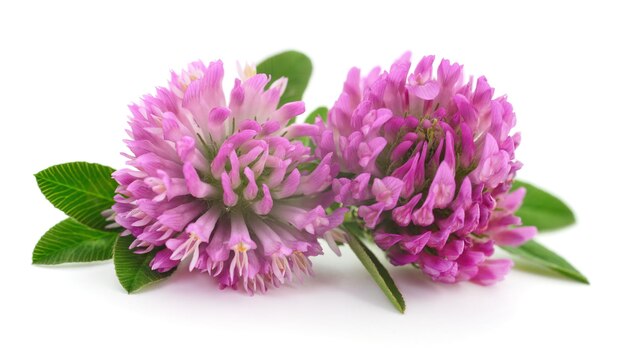 Pink clover flowers