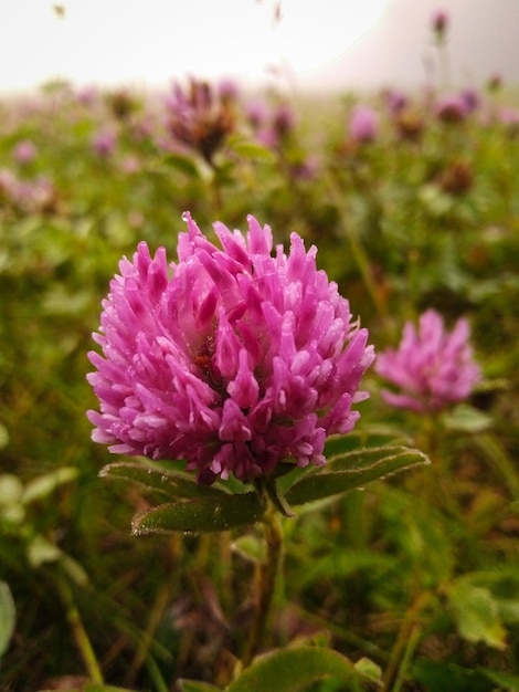 Pink clover in the meadow