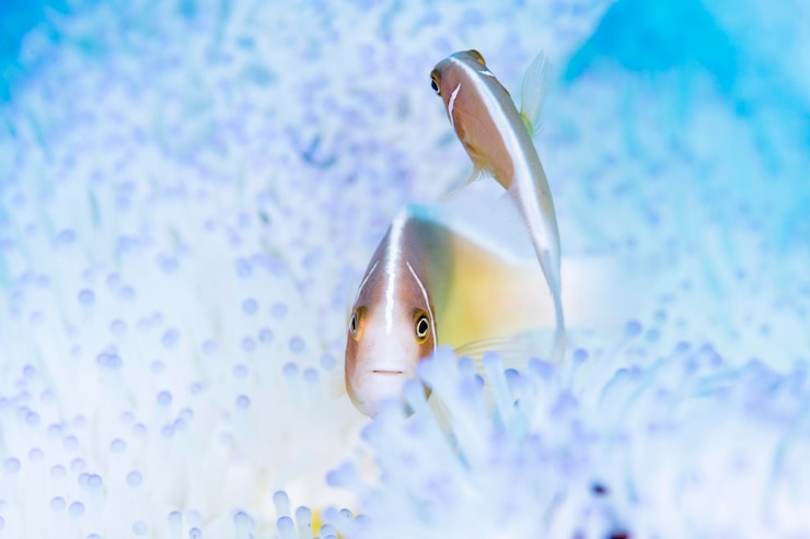 Photo ピンククローンフィッシュ 水中写真