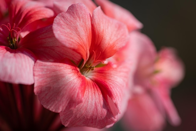 Pink color of flower pelargonium zonale macro view of beautiful petals