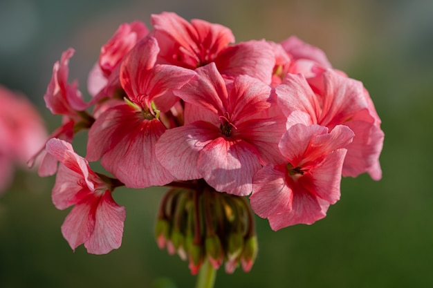 Розовая окраска лепестков цветков Pelargonium zonale Willd. Макросъемка прекрасных лепестков, вызывающая приятные ощущения от просмотра фотографий. Мягкий, избирательный фокус цветущего растения.