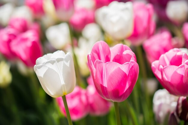 Pink color tulip flowers bloom