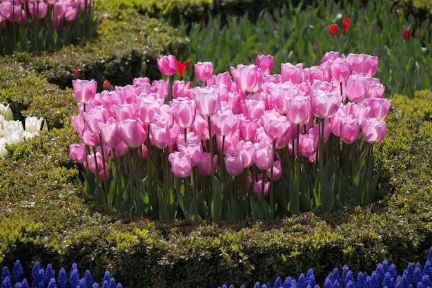 Pink color tulip flowers bloom