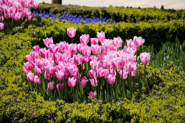 Pink color tulip flowers bloom