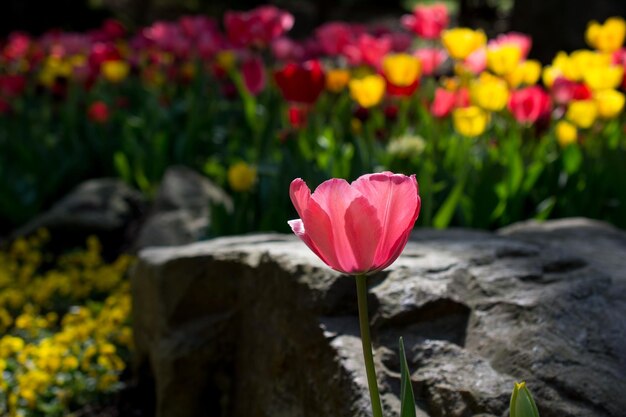 Photo pink color tulip in nature