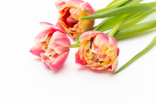 Pink color tulips on the white background. Retro vintage style.