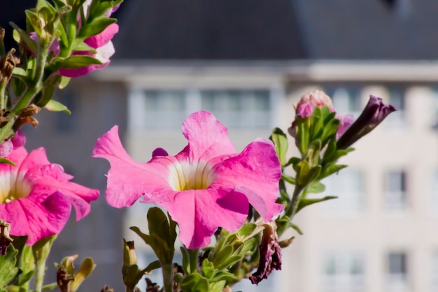 Foto petunia di colore rosa con sfondo sfocato