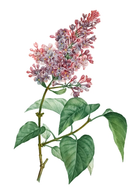 분홍색 일반 lilac 투명 png