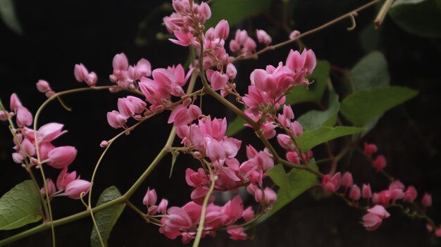 一年中美しく咲くピンクのコーラルつるの花