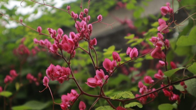 一年中美しく咲くピンクのコーラルつるの花