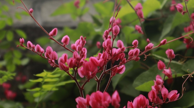 pink coral vine flowers that bloom beautifully all year round